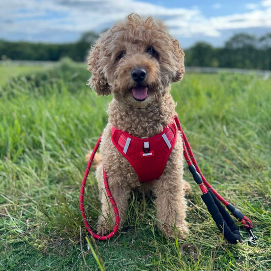 PawsJourneys Adventure Grip Harness